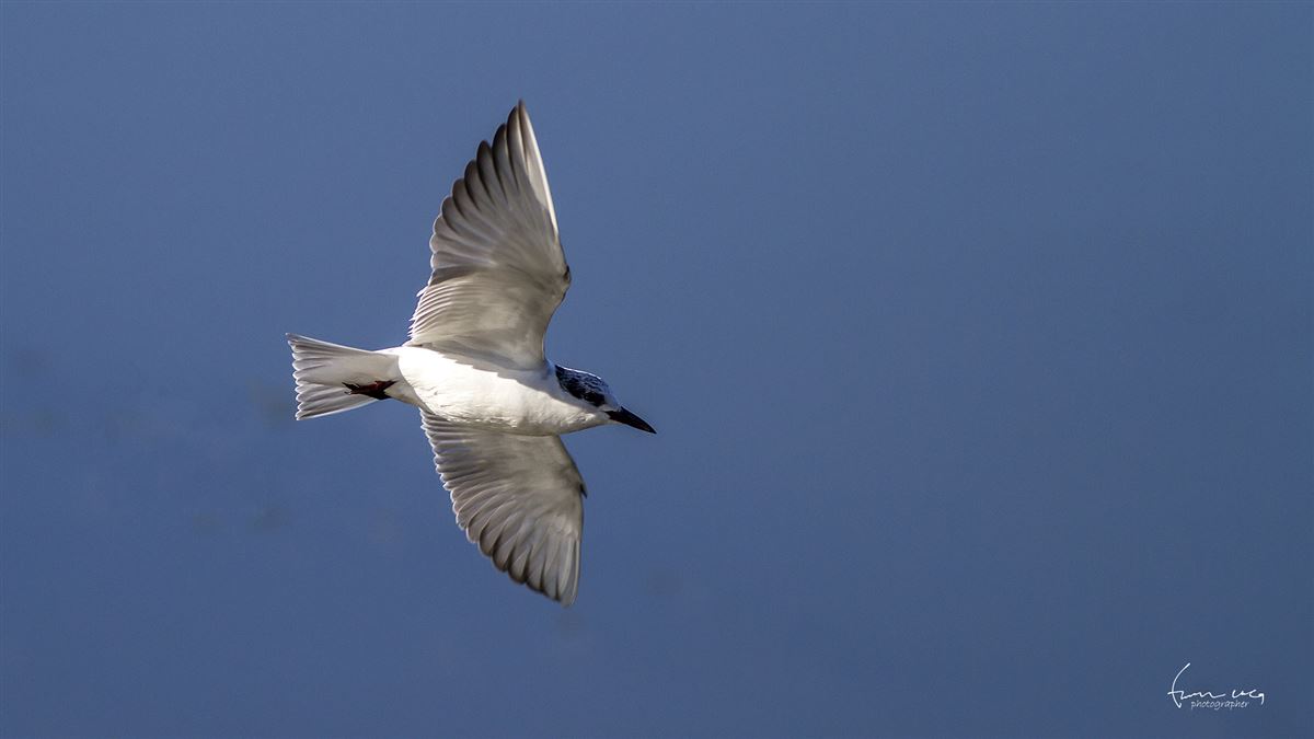 Whiskered Tern