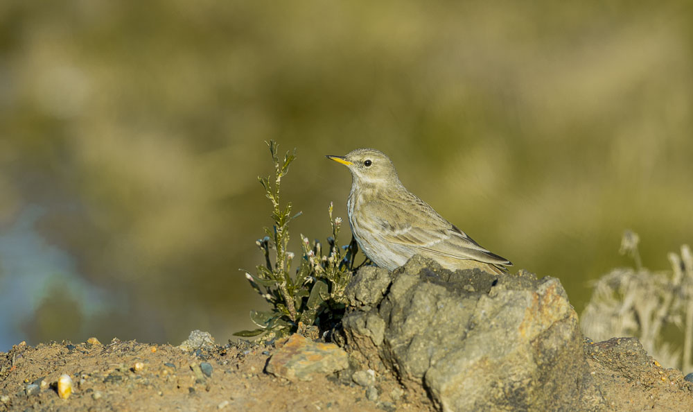 Water Pipit