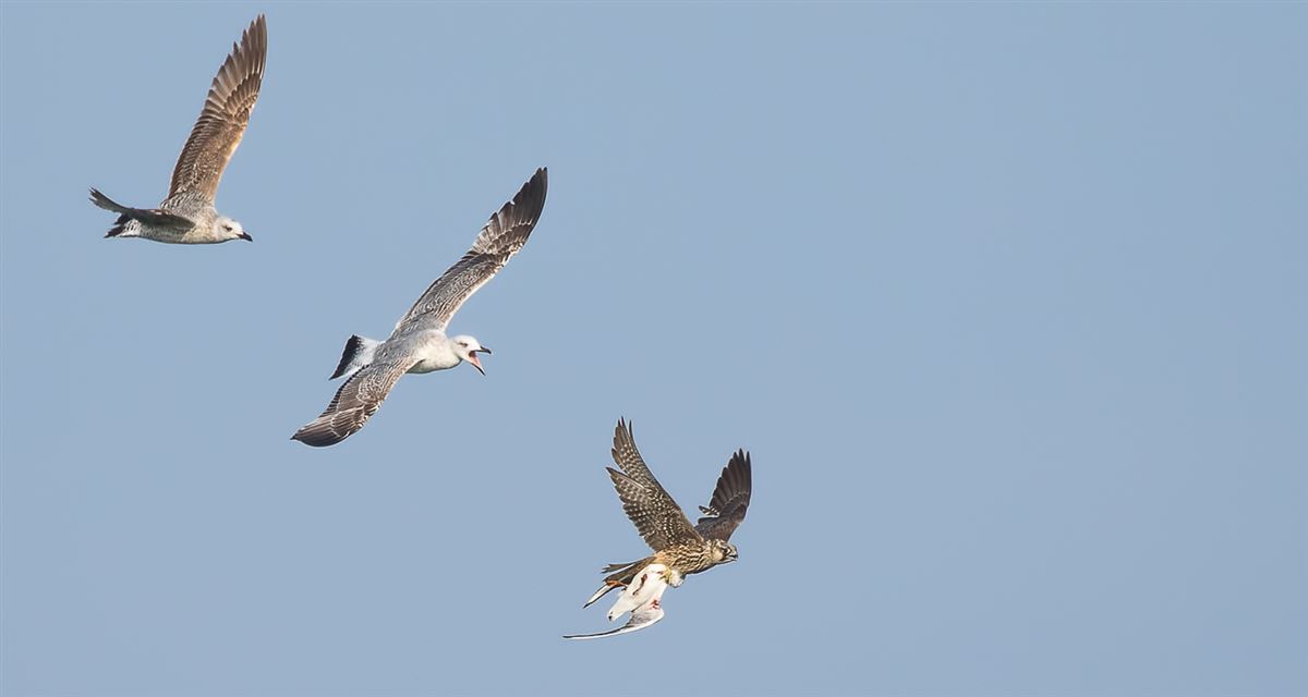 Peregrine Falcon