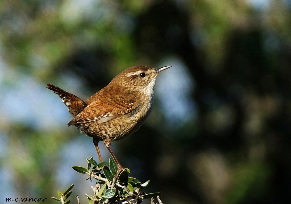 Eurasian Wren