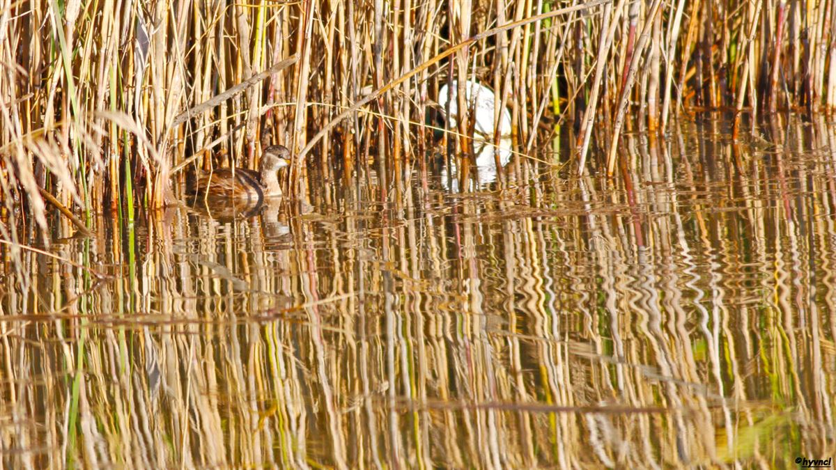 Little Grebe