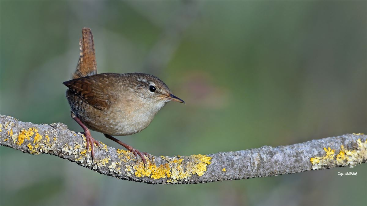 Eurasian Wren