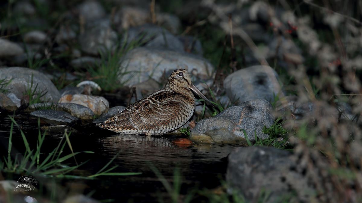 Eurasian Woodcock