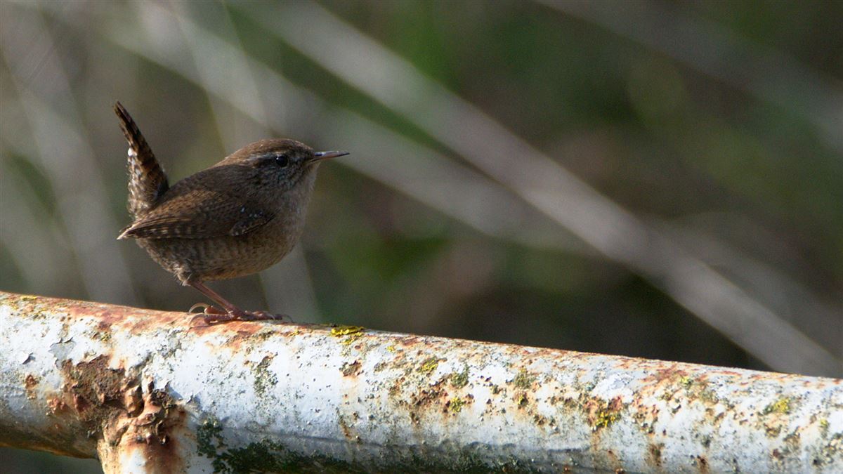 Eurasian Wren