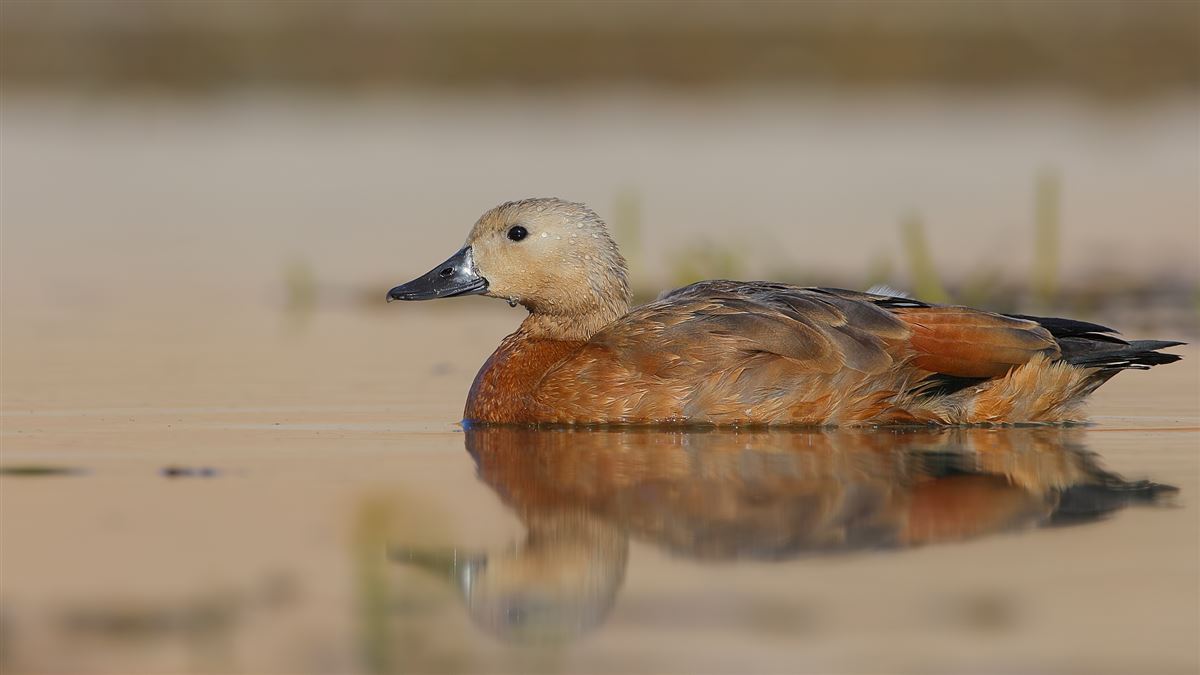 Ruddy Shelduck