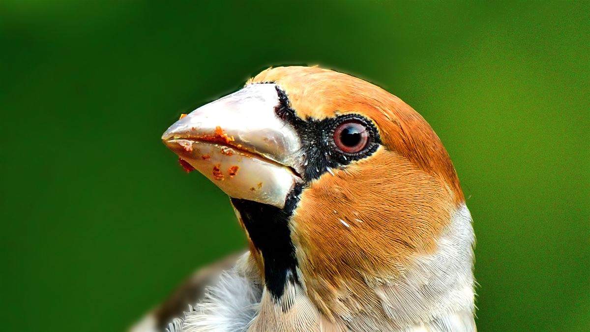 Hawfinch
