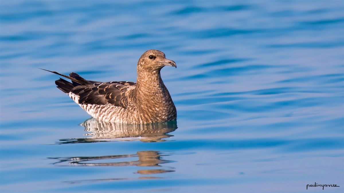 Parasitic Jaeger
