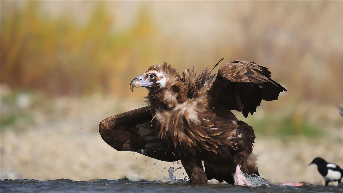 Cinereous Vulture