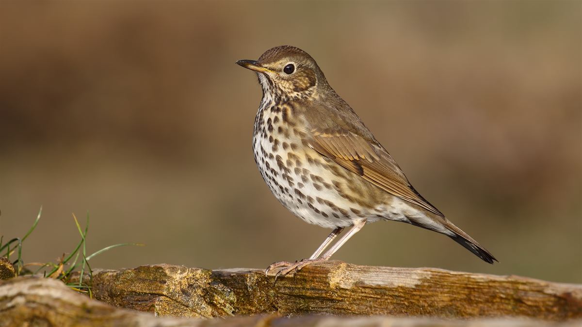 Song Thrush