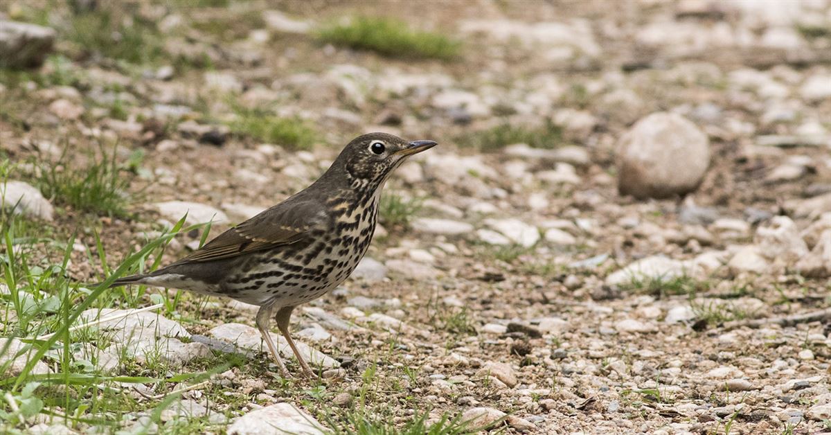 Song Thrush