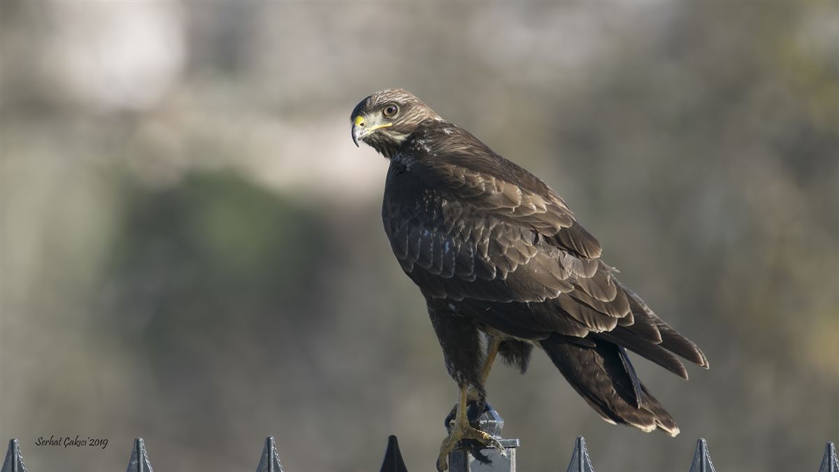 Common Buzzard