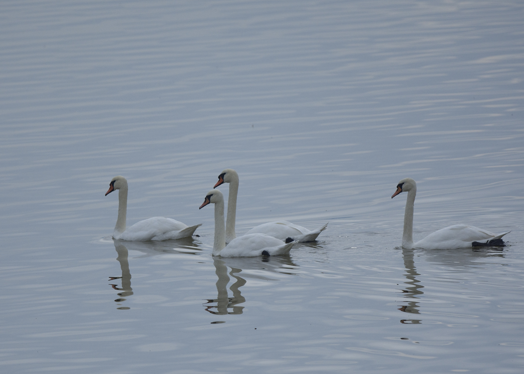 Mute Swan