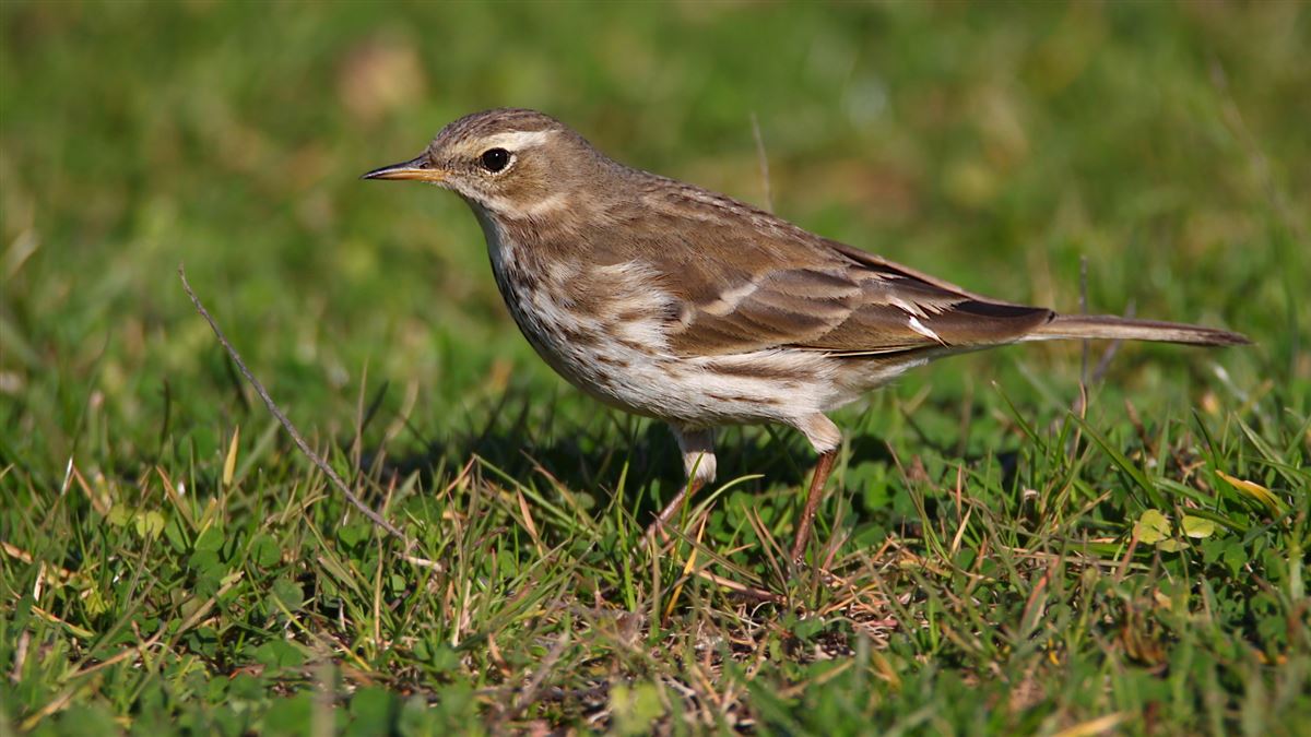 Water Pipit
