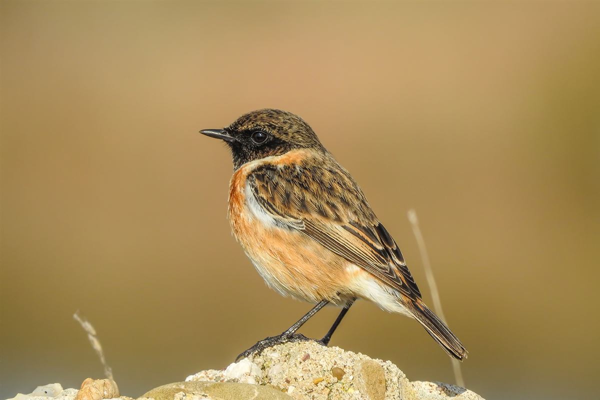 European Stonechat