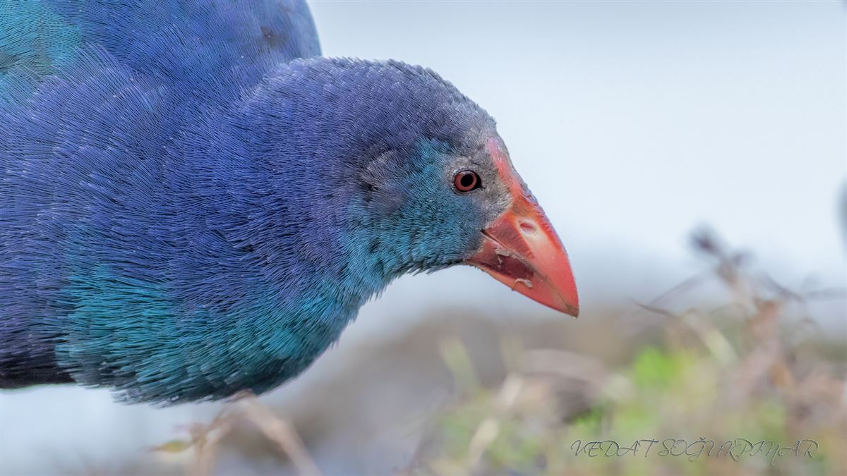 Grey-headed Swamphen