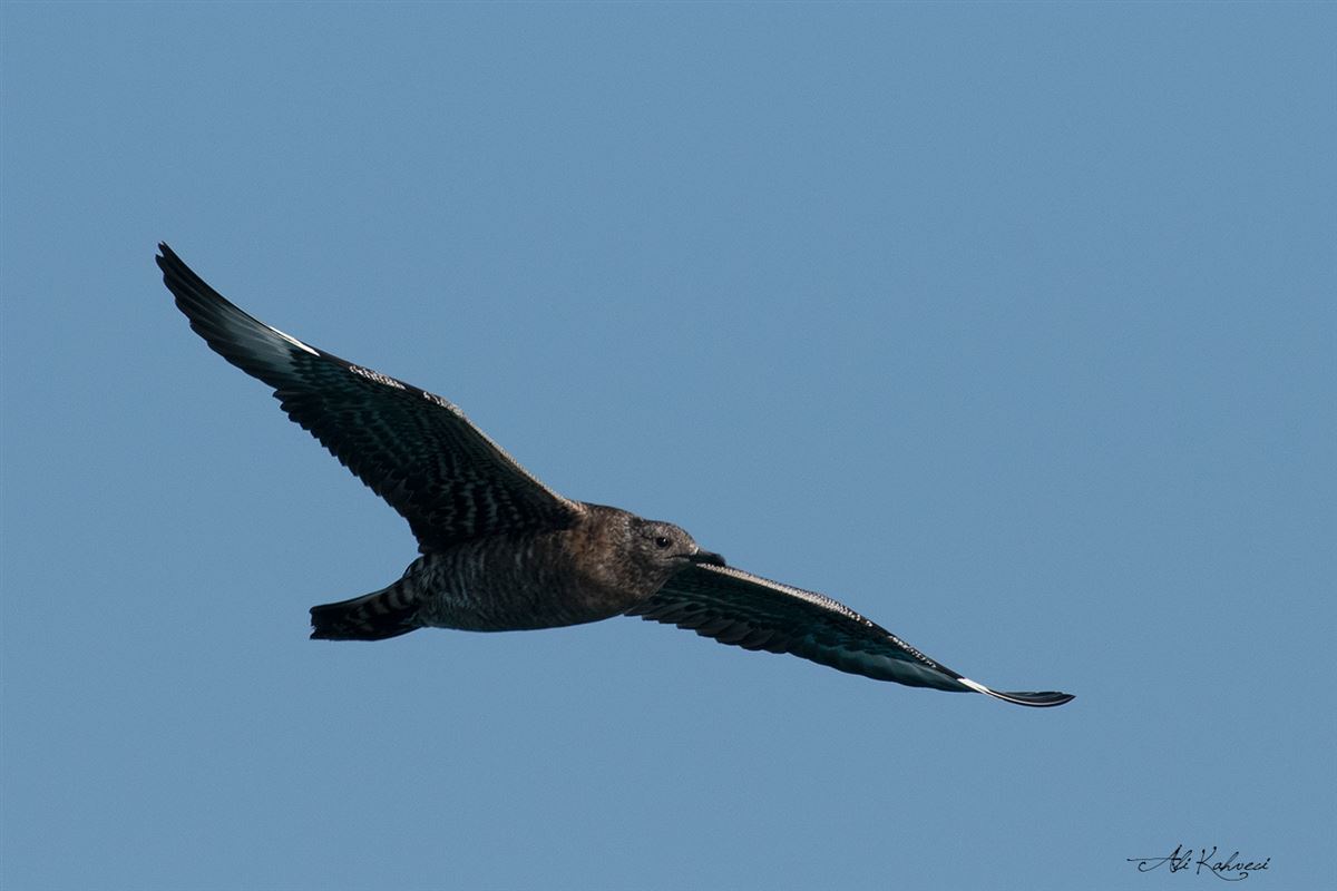 Parasitic Jaeger