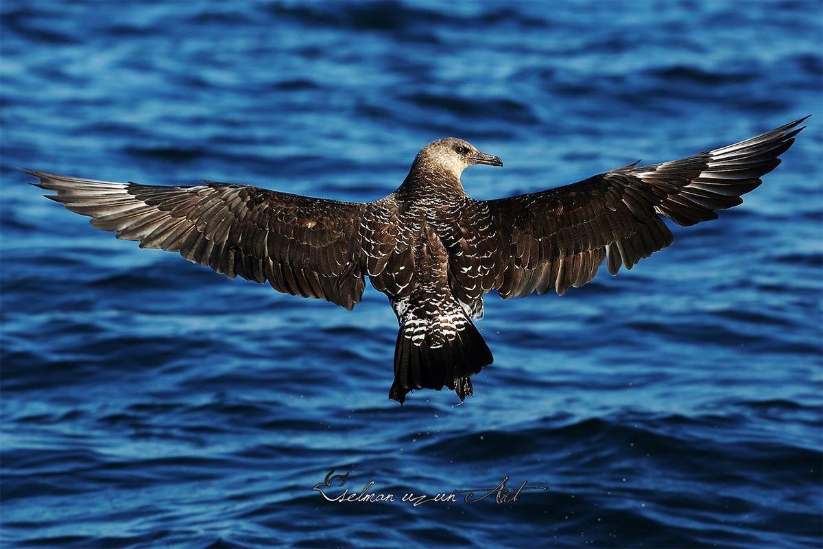 Pomarine Jaeger