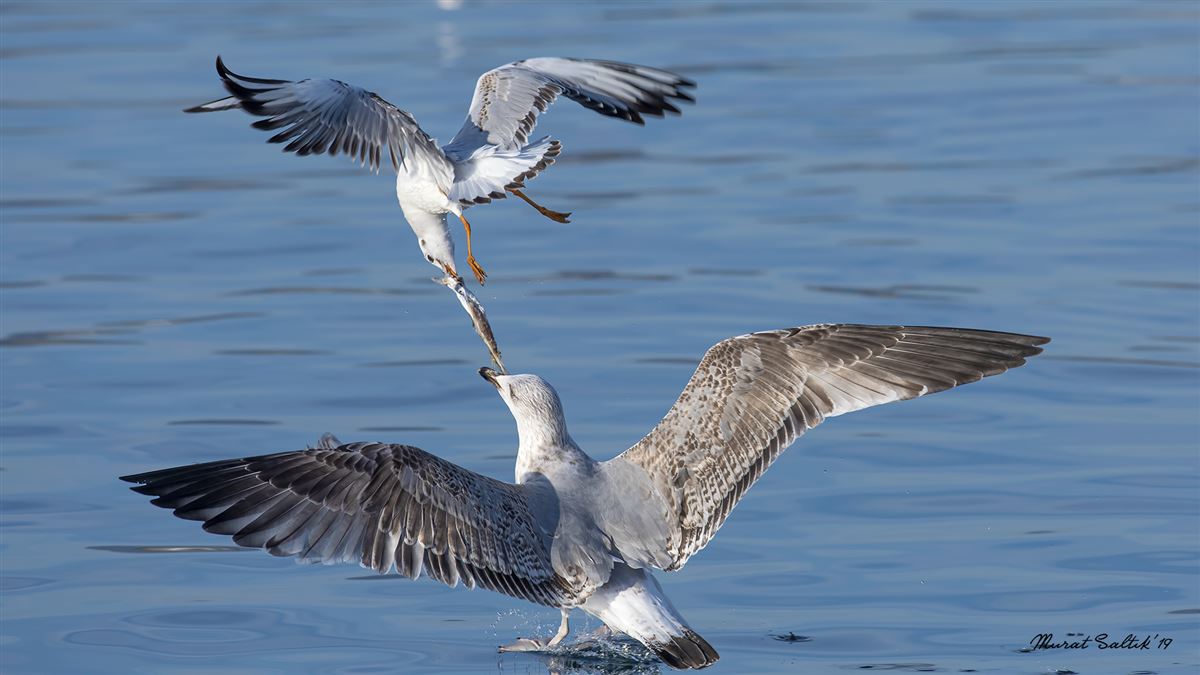 Black-headed Gull