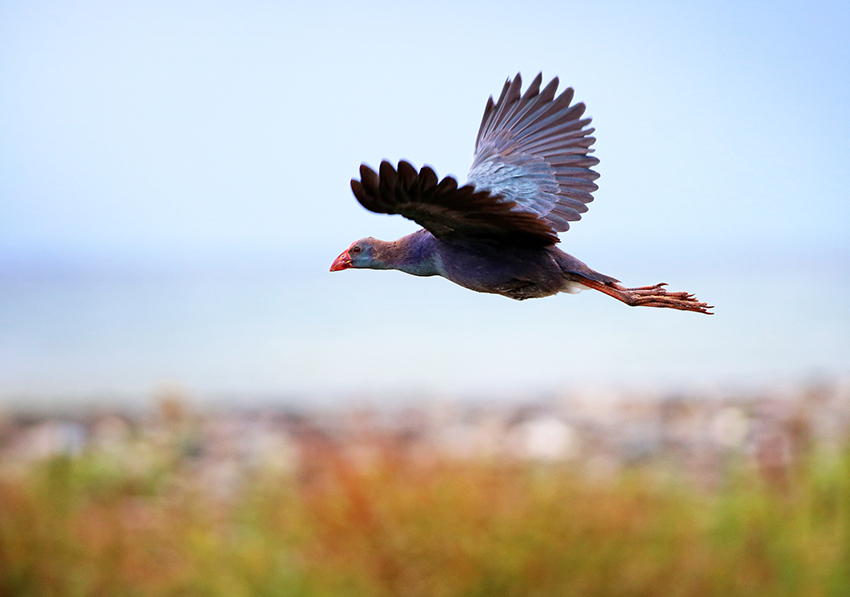 Grey-headed Swamphen