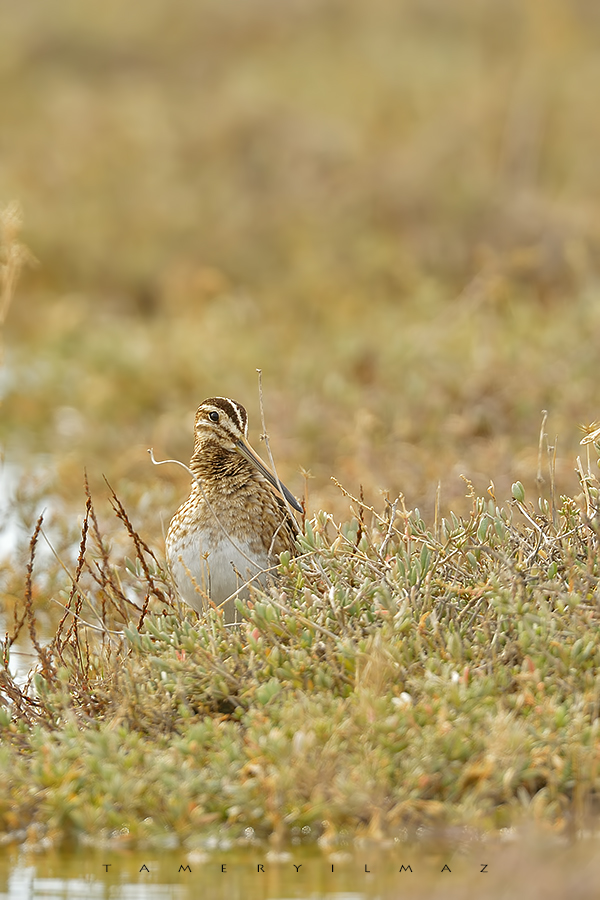 Common Snipe