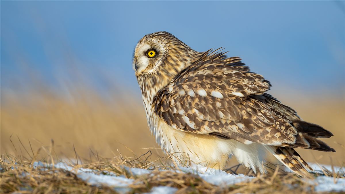 Short-eared Owl