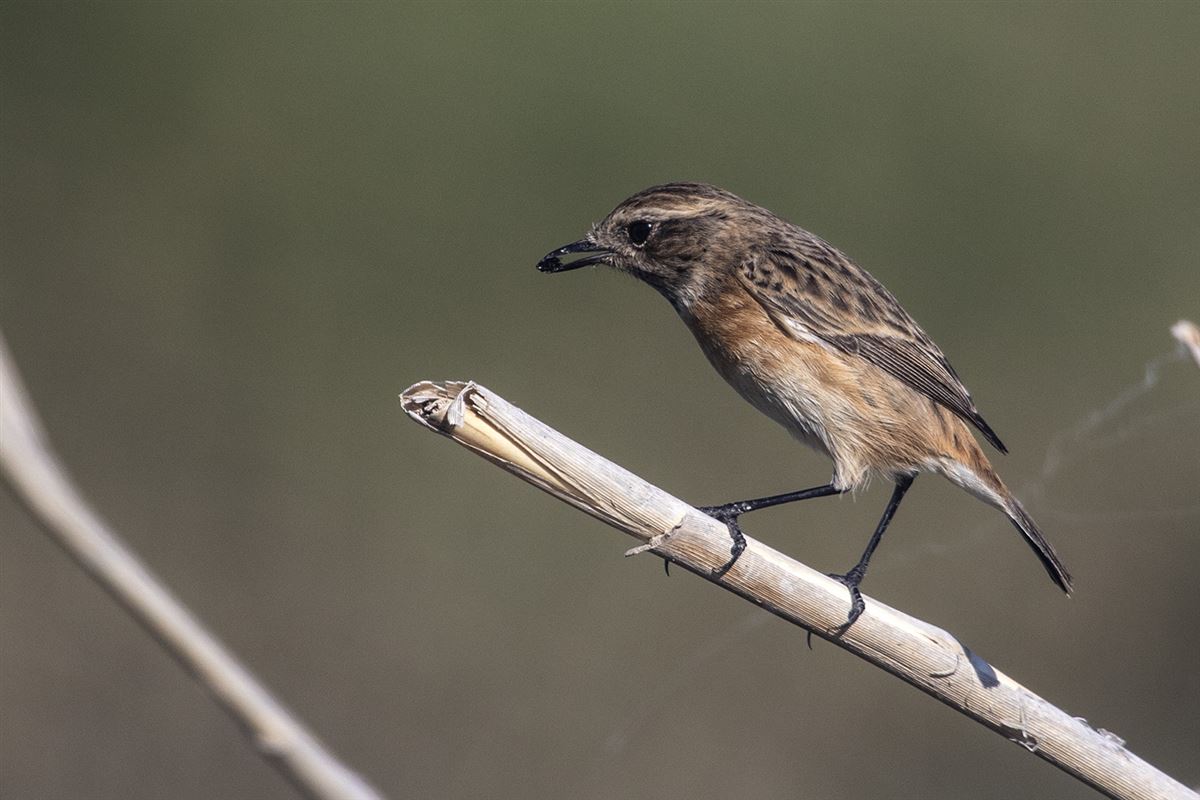 European Stonechat