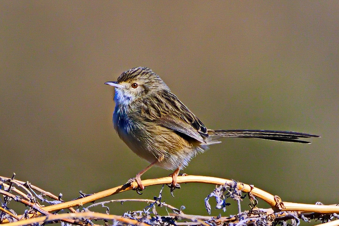 Delicate Prinia