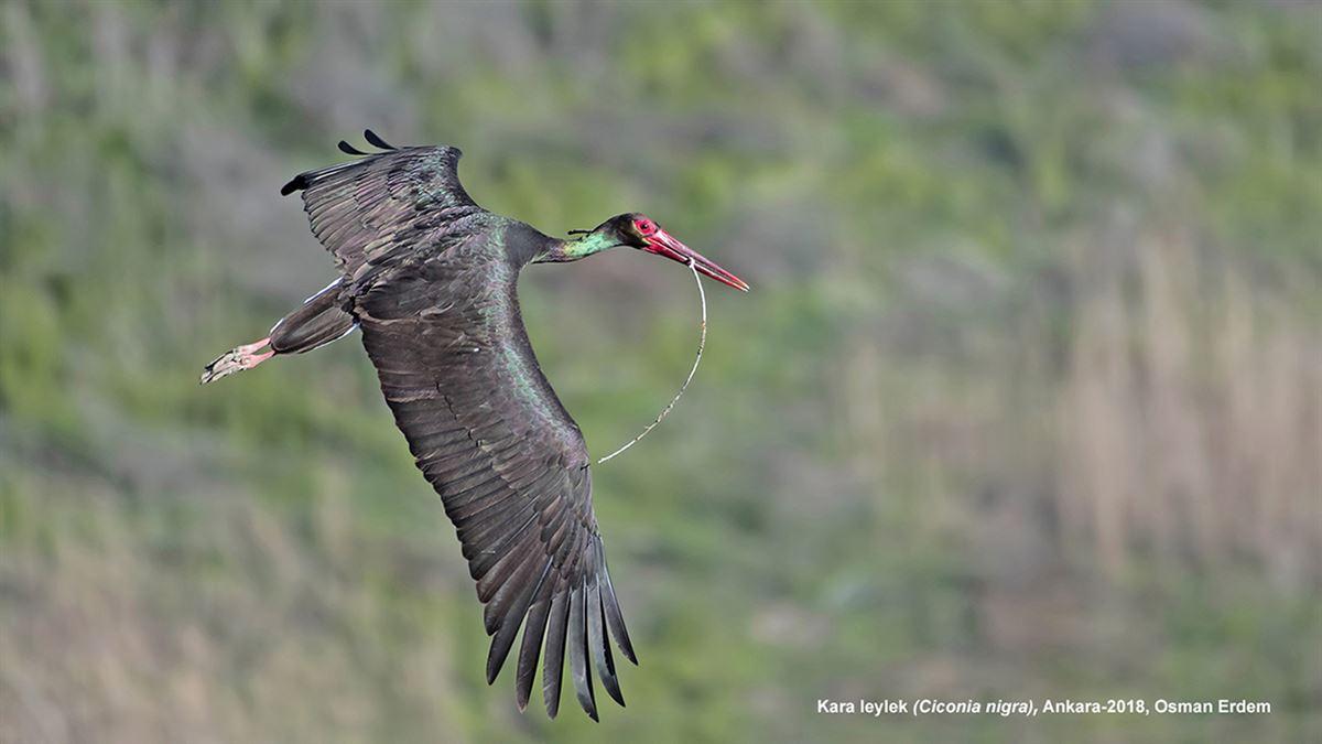 Black Stork