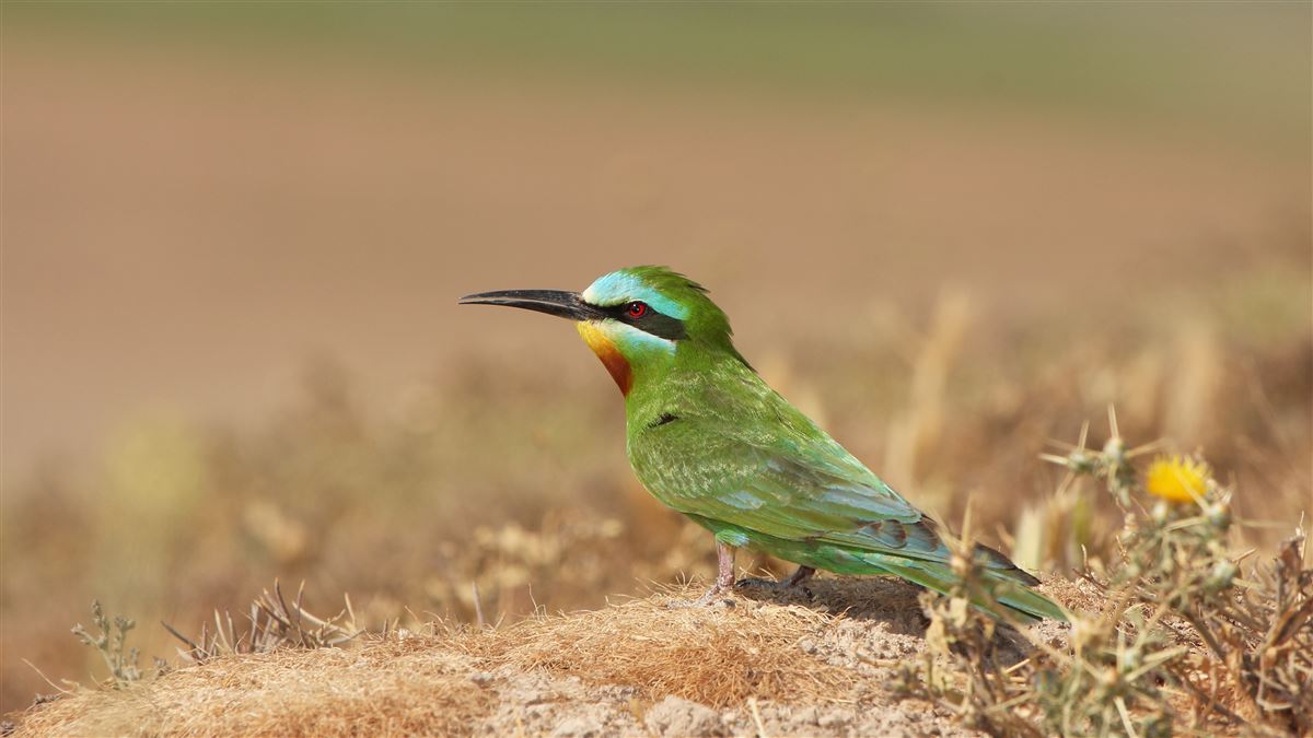 Blue-cheeked Bee-eater