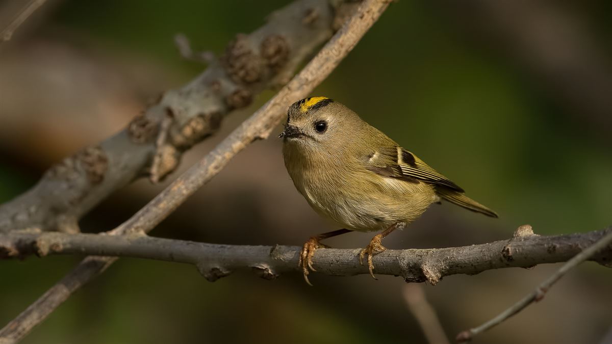Goldcrest