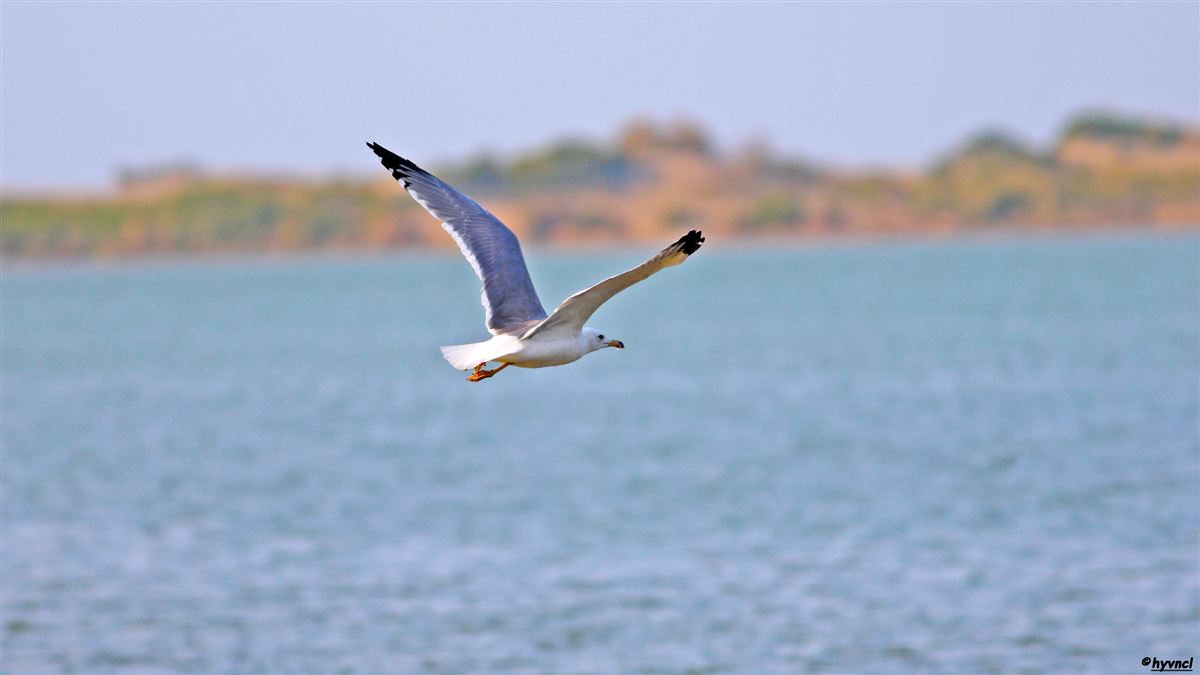 Armenian Gull