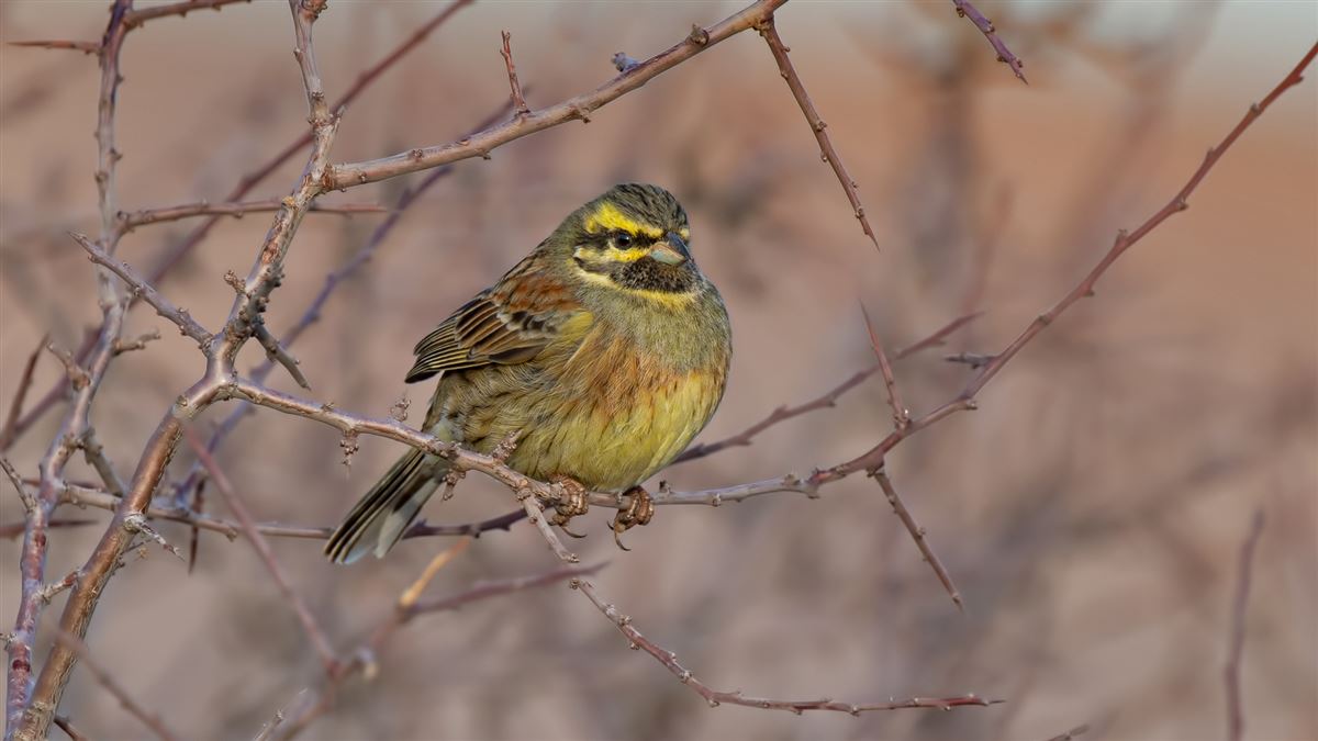 Cirl Bunting