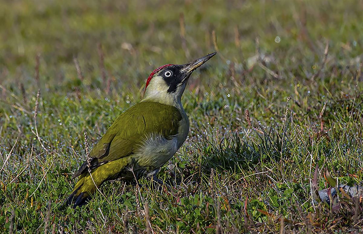 European Green Woodpecker