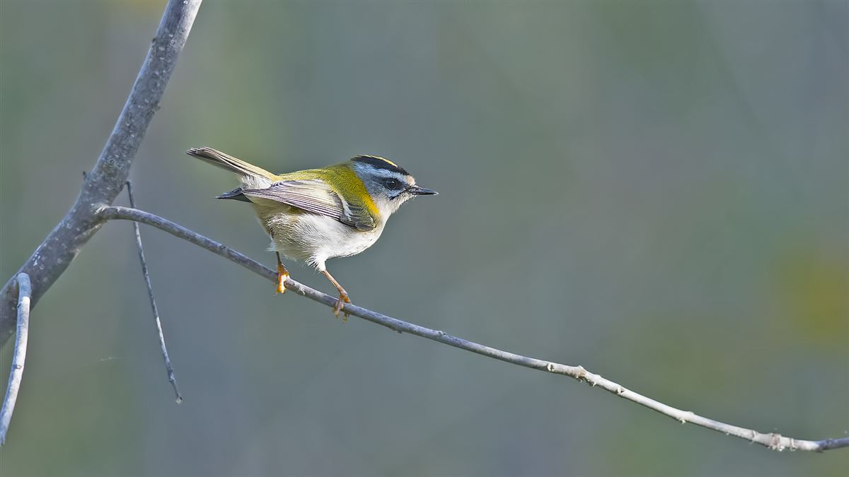 Common Firecrest