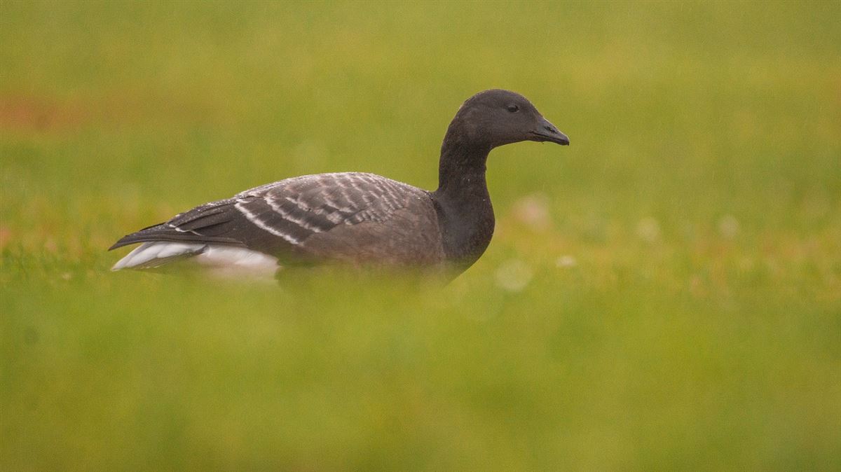 Brant Goose