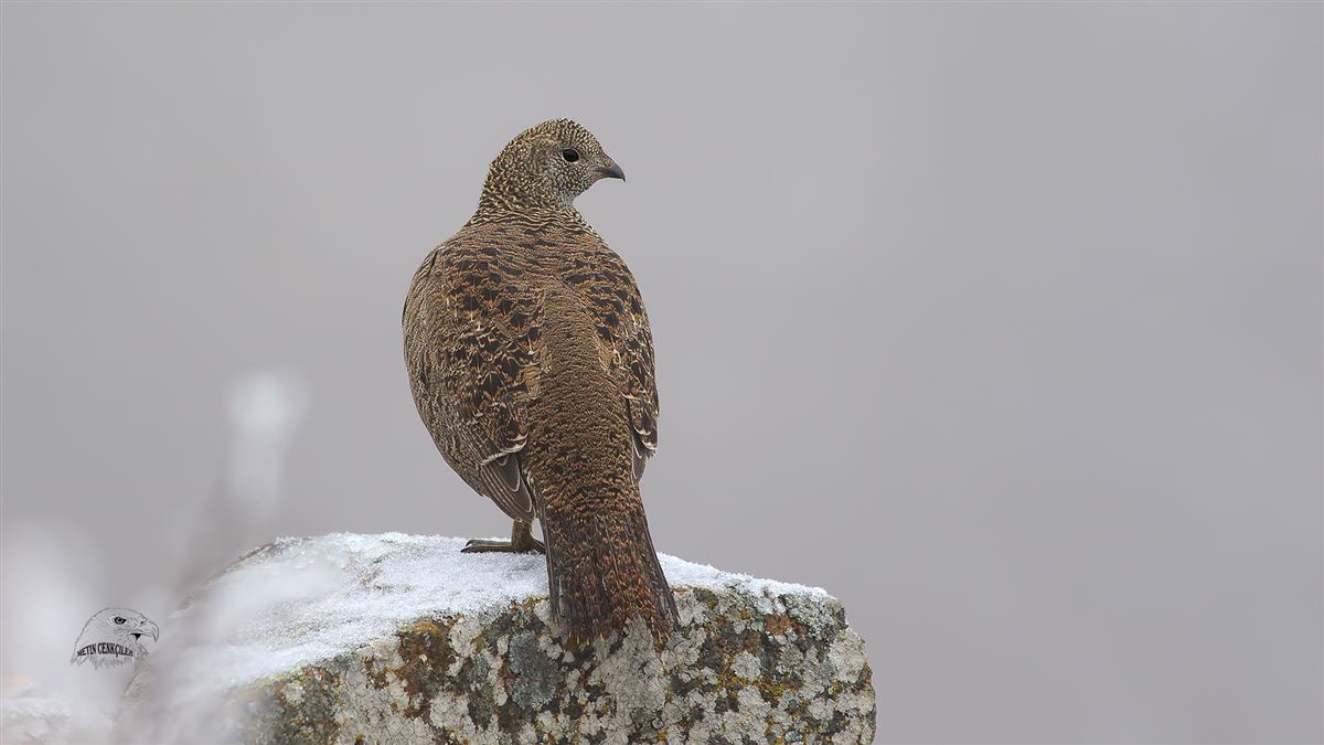 Caucasian Grouse