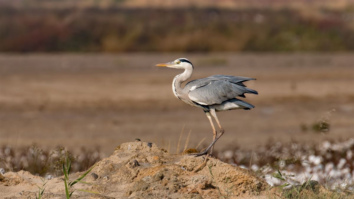 Grey Heron