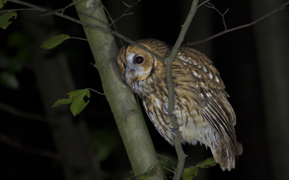 Tawny Owl