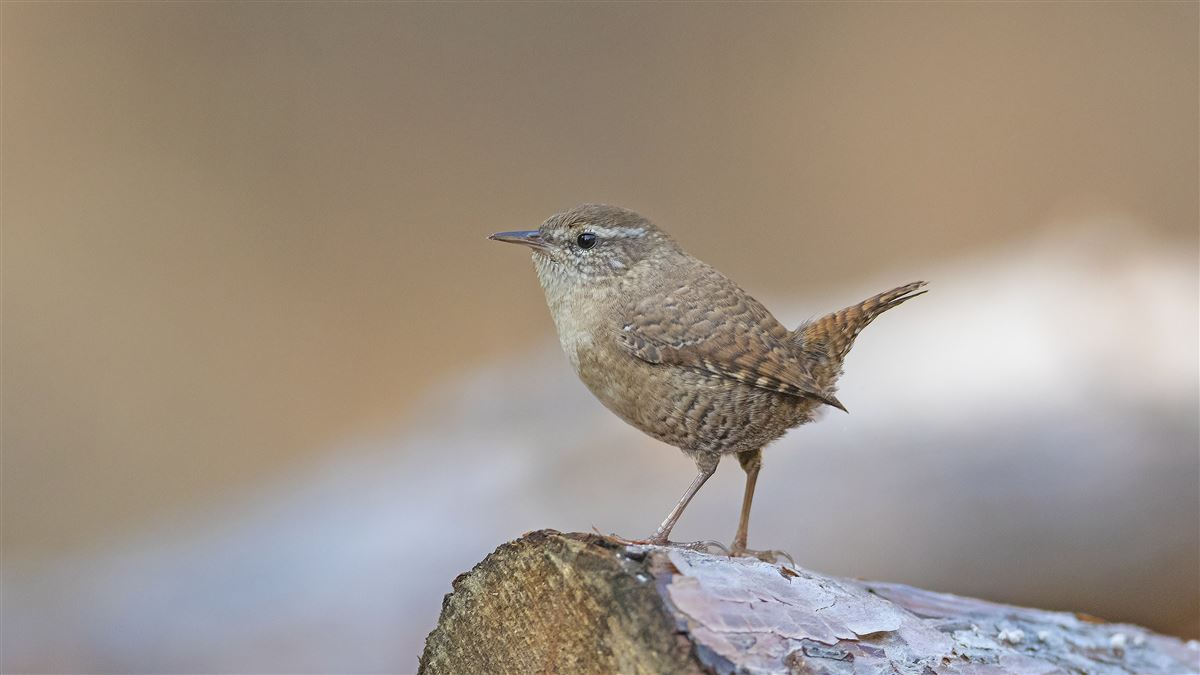 Eurasian Wren