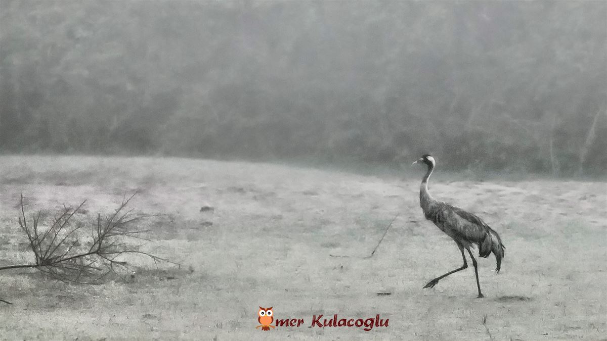Common Crane