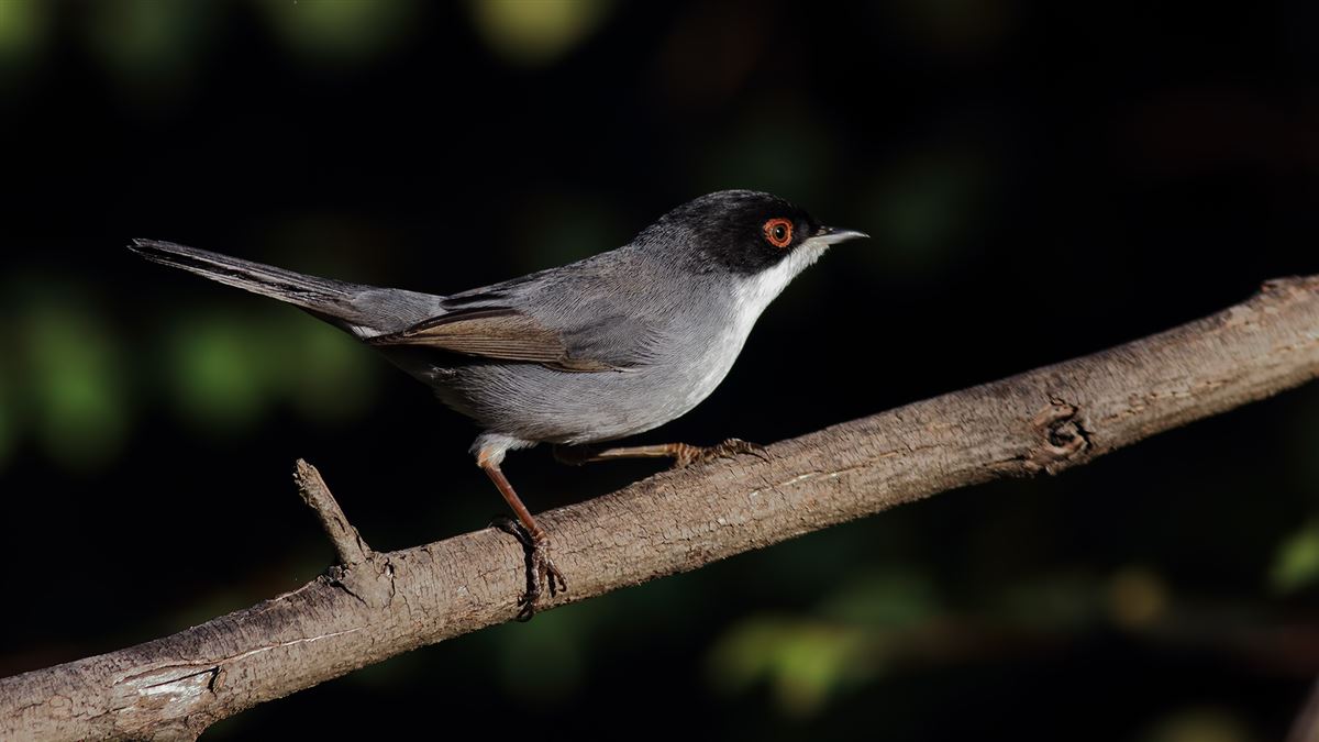 Sardinian Warbler