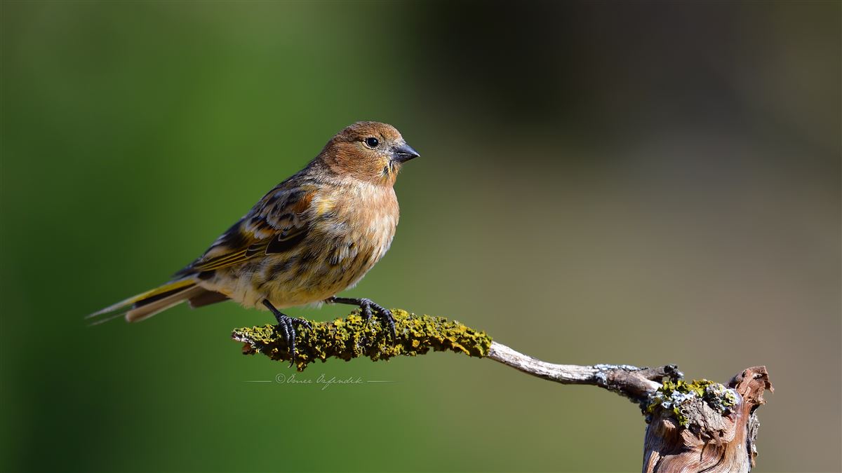 Red-fronted Serin