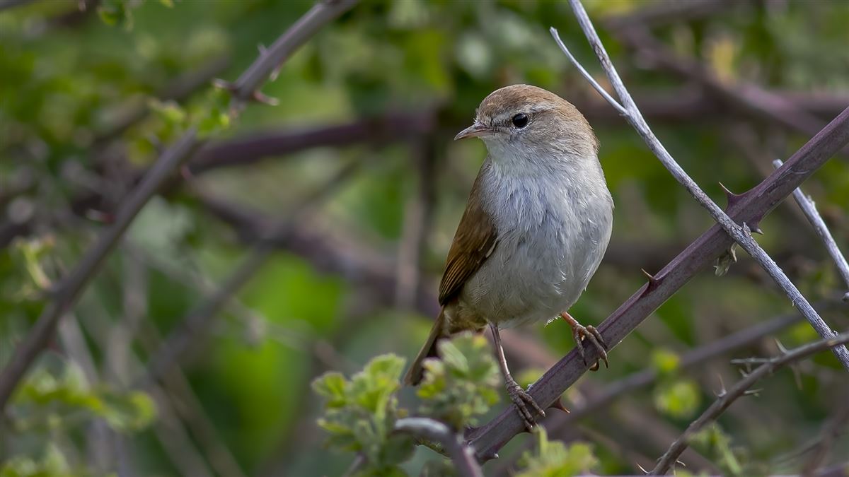 Cetti`s Warbler