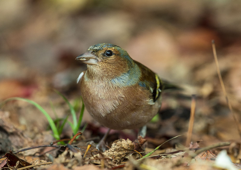 Eurasian Chaffinch