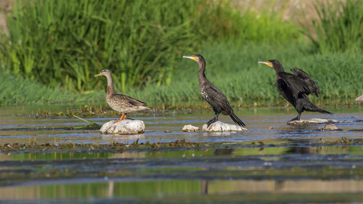 Mallard