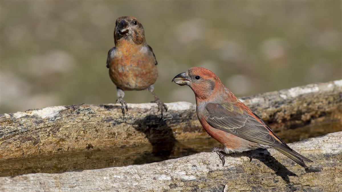 Red Crossbill