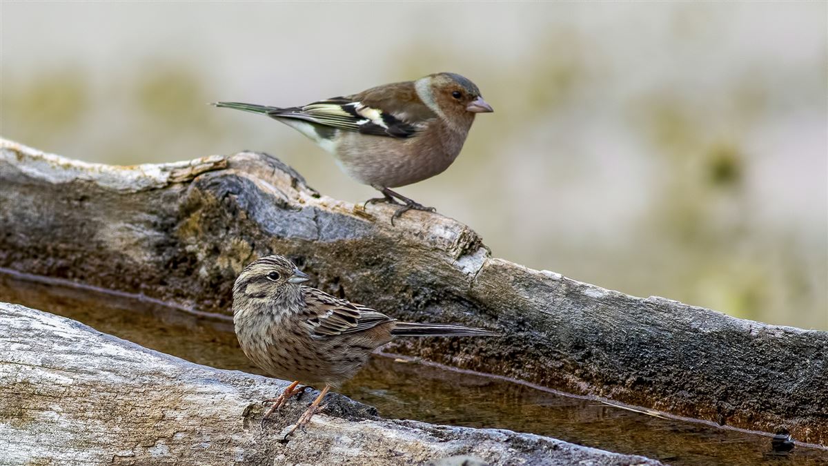 Rock Bunting