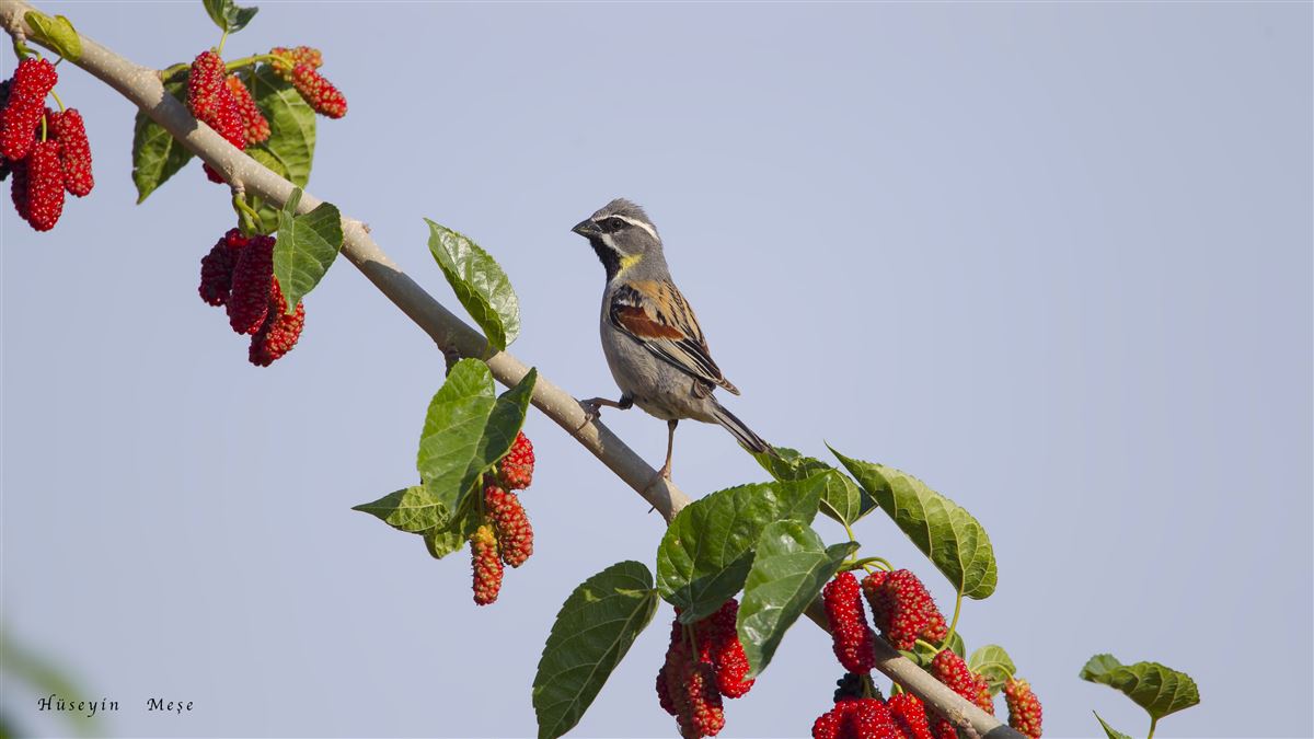 Dead Sea Sparrow