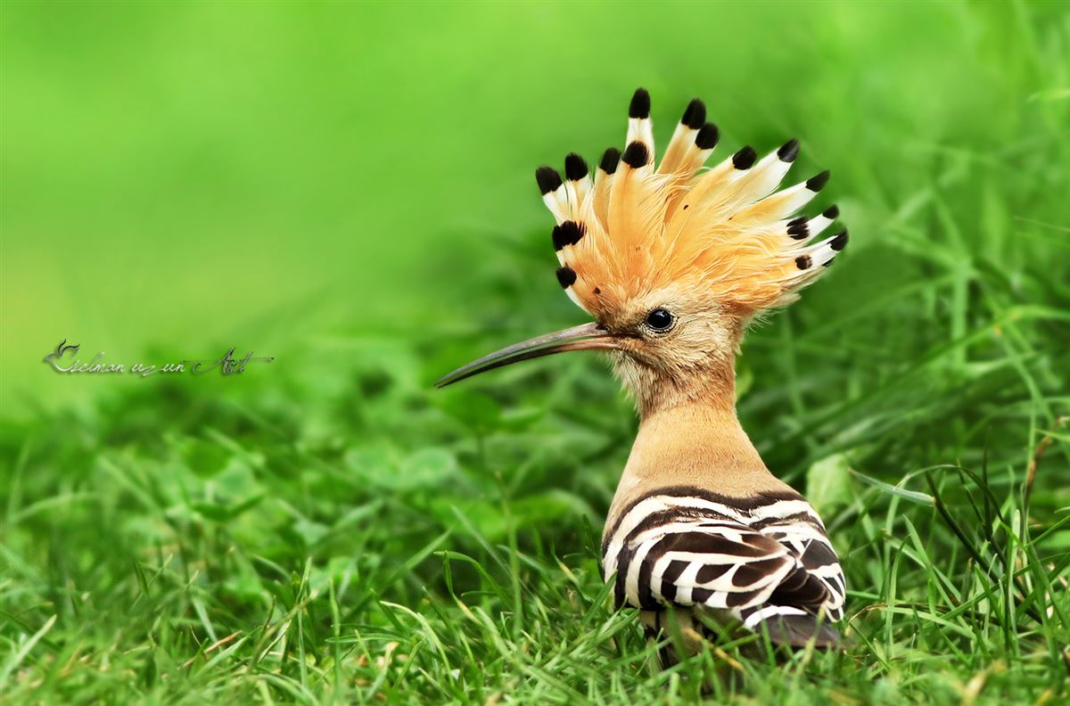 Common Hoopoe