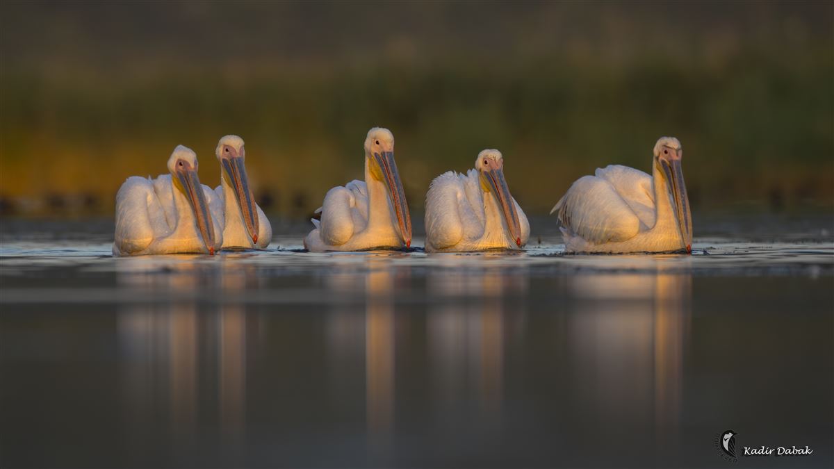 Great White Pelican